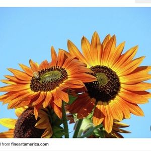 Meet your Posher, Kara